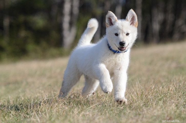Husky de berger allemand blanc - Ce qu il faut savoir avant d acheter