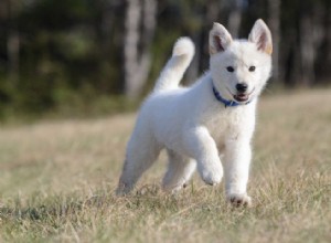 Husky de pastor alemão branco - Coisas para saber antes de comprar