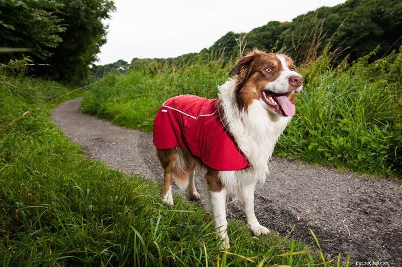 Cappotti impermeabili per cani che mantengono asciutto il tuo amico