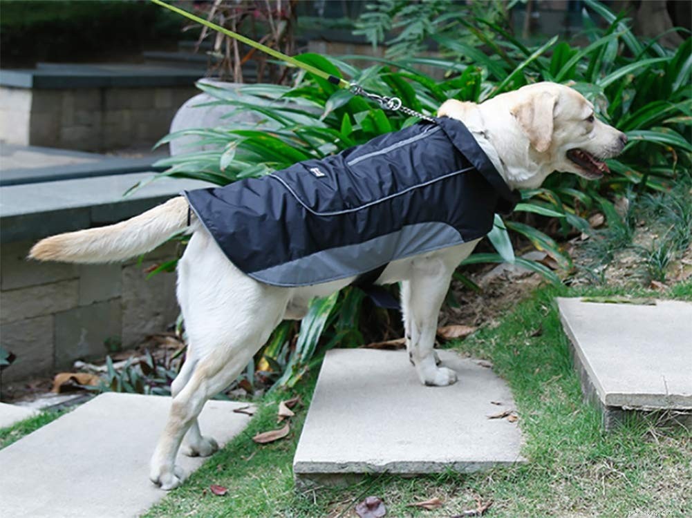 Des manteaux imperméables pour chien qui gardent votre copain au sec 