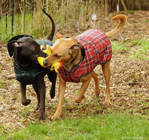 Nepromokavé kabáty pro psy, které udrží vašeho kamaráda v suchu