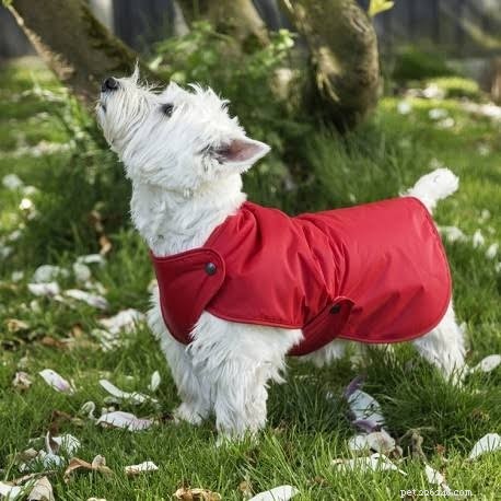 Il tuo cane ha bisogno dei maglioni per cani in inverno?