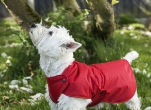 Seu cão precisa de coleiras para cães no inverno?