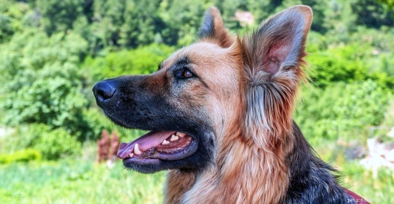 German Shepherd Husky Mix And Wolf Hybrid – Personlighetsfakta