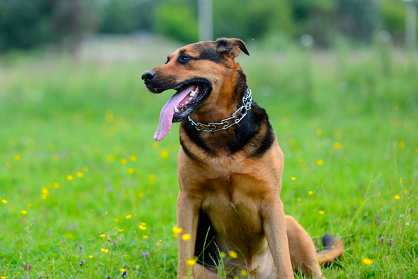 Como podemos usar as coleiras elétricas de treinamento para cães?