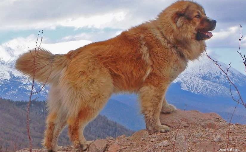 Cães saltadores:qual raça de cachorro realmente precisa no inverno?
