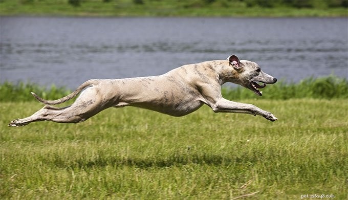 Race de chien Whippet - Traits personnels et tempérament