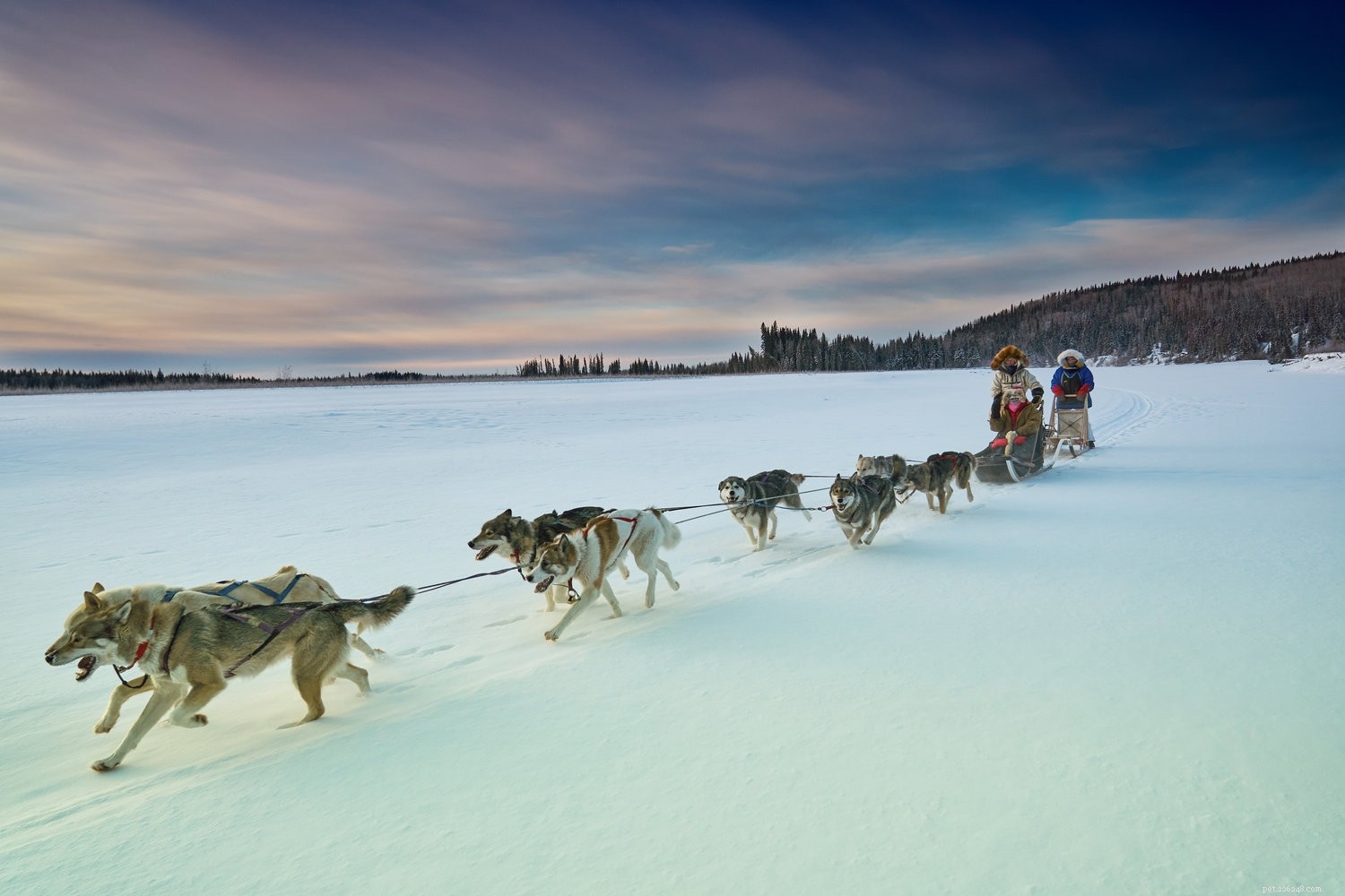 5 faktů o smíšených plemenech aljašského husky