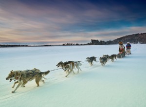 5 fatos sobre raças mistas de Husky do Alasca