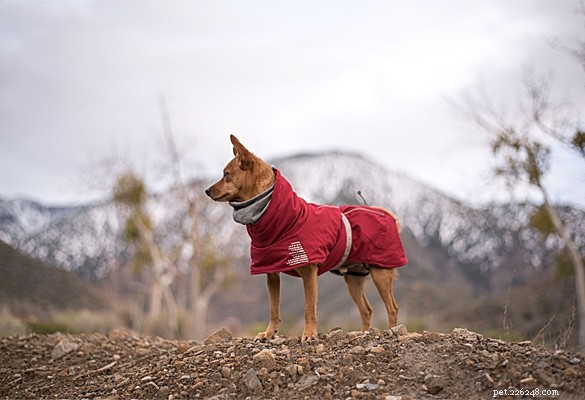 Nepromokavé kabáty pro psy – jak můžeme zůstat jako nové?