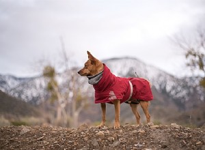 Casaco impermeável para cachorro – Como podemos nos manter como novos?