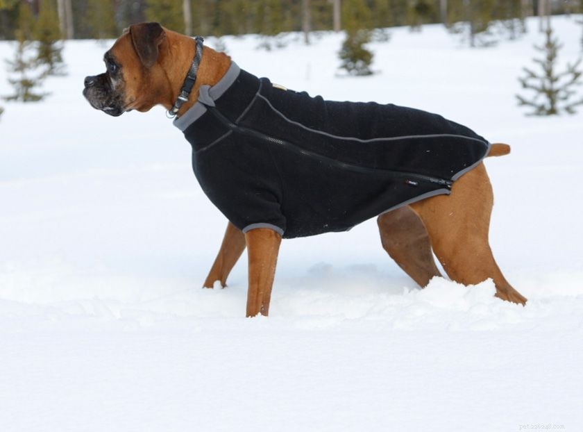 방수 강아지 코트 – 새것처럼 유지하려면 어떻게 해야 합니까?
