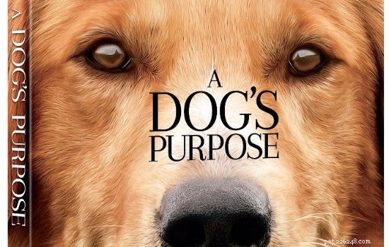 Top 10 des films de chiens à succès