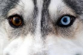 5 egenskaper hos schäferhunden Husky-mix som får dig att älska dem
