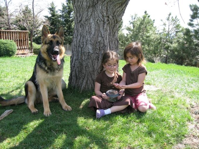 Mistura de husky siberiano pastor alemão - é um cão dos sonhos para sua família?