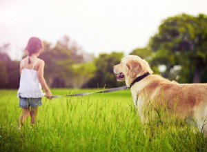 Golden retriever e pastor alemão Husky Mix – uma análise aprofundada