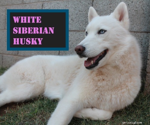 Mélange de husky sibérien blanc et berger allemand - 6 différences