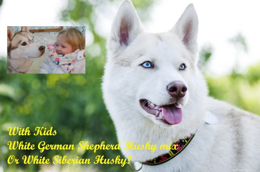Mélange de husky sibérien blanc et berger allemand - 6 différences