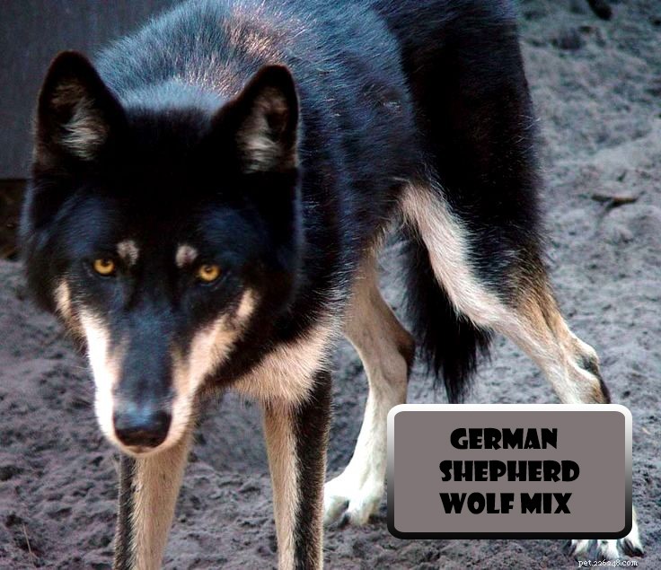 Помесь немецкой овчарки с хаски и помесь волка – 6 основных различий