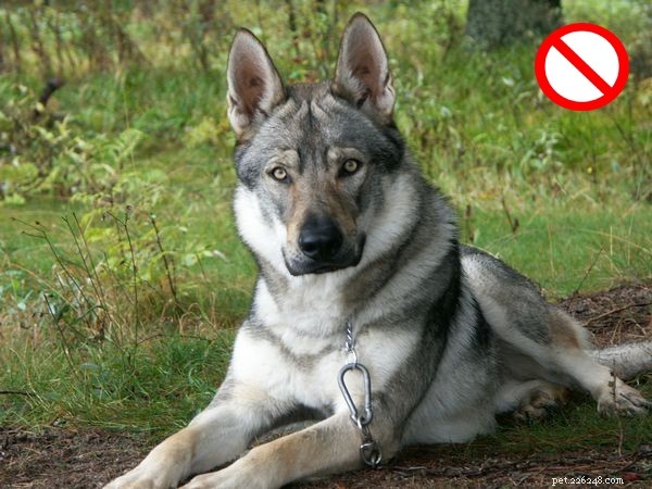 German Shepherd Husky Mix &Wolf Mix – 6 stora skillnader