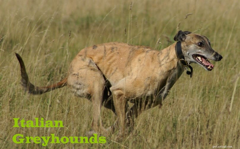 Whippethundrasen – låt oss utforska dess fantastiska fakta