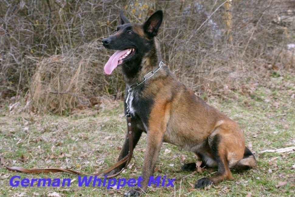 Race de chien Whippet - Explorons ses faits étonnants