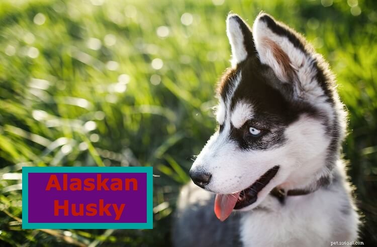 Mistura de Husky de Pastor Alemão – Conheça alguns fatos interessantes sobre o Husky do Alasca