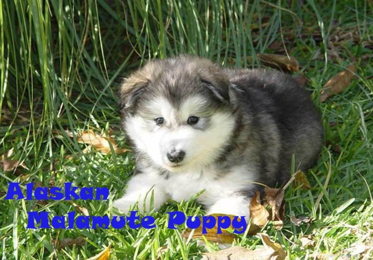 Duitse herder Husky Mix – Ken enkele interessante feiten over Alaskan Husky