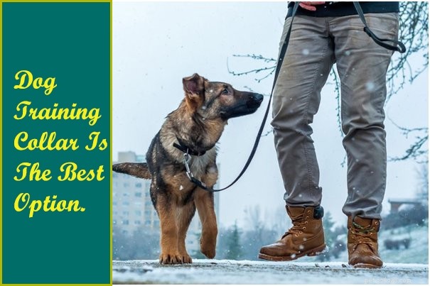 ジャーマンシェパードのハスキーミックス–犬のトレーニング用の首輪またはハーネス？ 