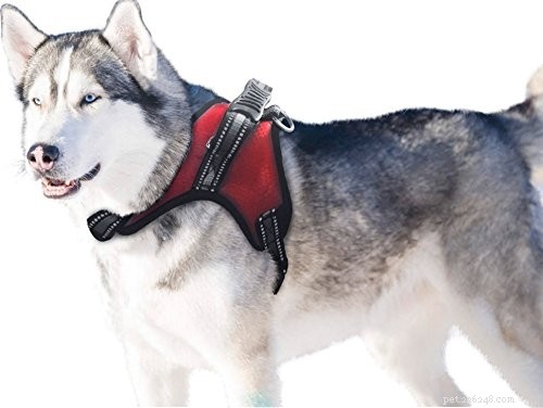ジャーマンシェパードのハスキーミックス–犬のトレーニング用の首輪またはハーネス？ 