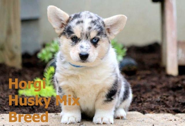 Top 10 Siberian And Husky Mix Breeds