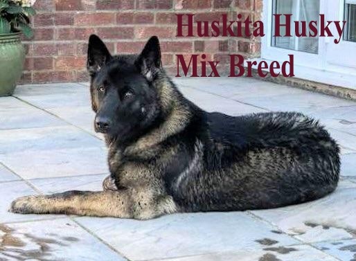 Top 10 Siberian And Husky Mix Breeds