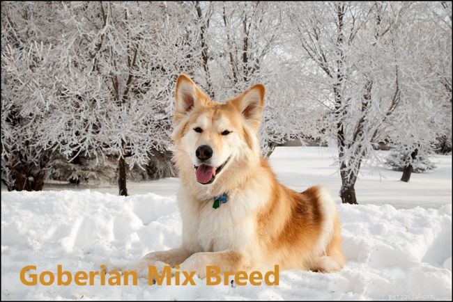 As 10 principais raças mistas de Siberiano e Husky