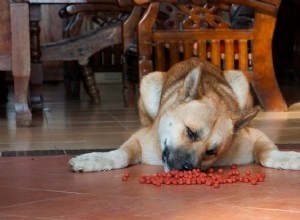 5 maneiras imprevisíveis podem prejudicar sua mistura de Husky de pastor alemão