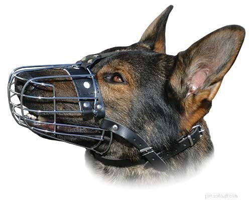 2021年–ジャーマンシェパードハスキーミックスの犬の銃口 