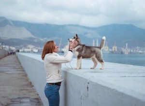 8 perguntas importantes sobre o pastor alemão Husky Mix