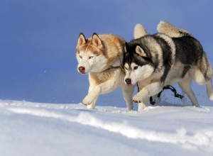 Por que as crianças adoram ter uma mistura de husky de pastor alemão?