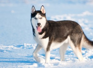 Fatos interessantes sobre a mistura de Husky Samoieda