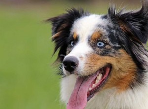 Mix de Husky de Pastor Alemão e Australiano