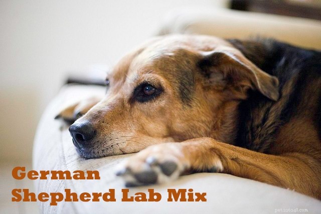 Mélange de berger allemand Husky et mélange de laboratoire - 6 différences majeures
