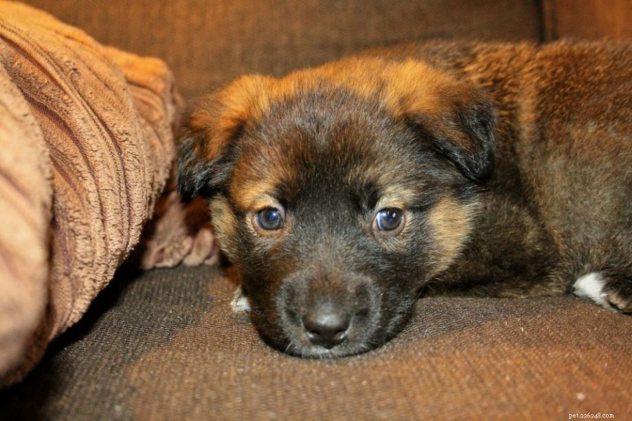 Duitse herder Husky Mix-puppy s en andere gemengde rassen