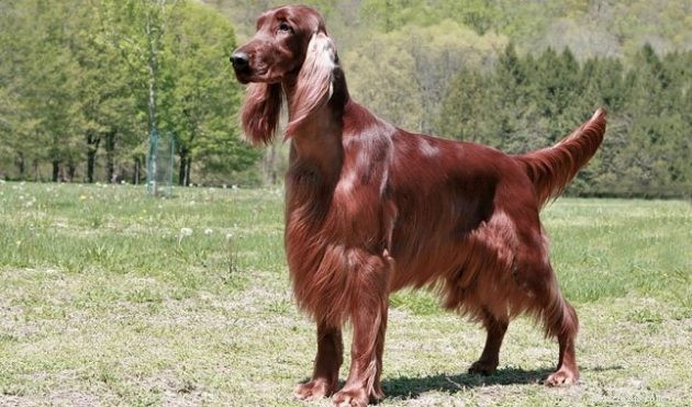 長い髪の大きな犬の品種は有害ですか？ 