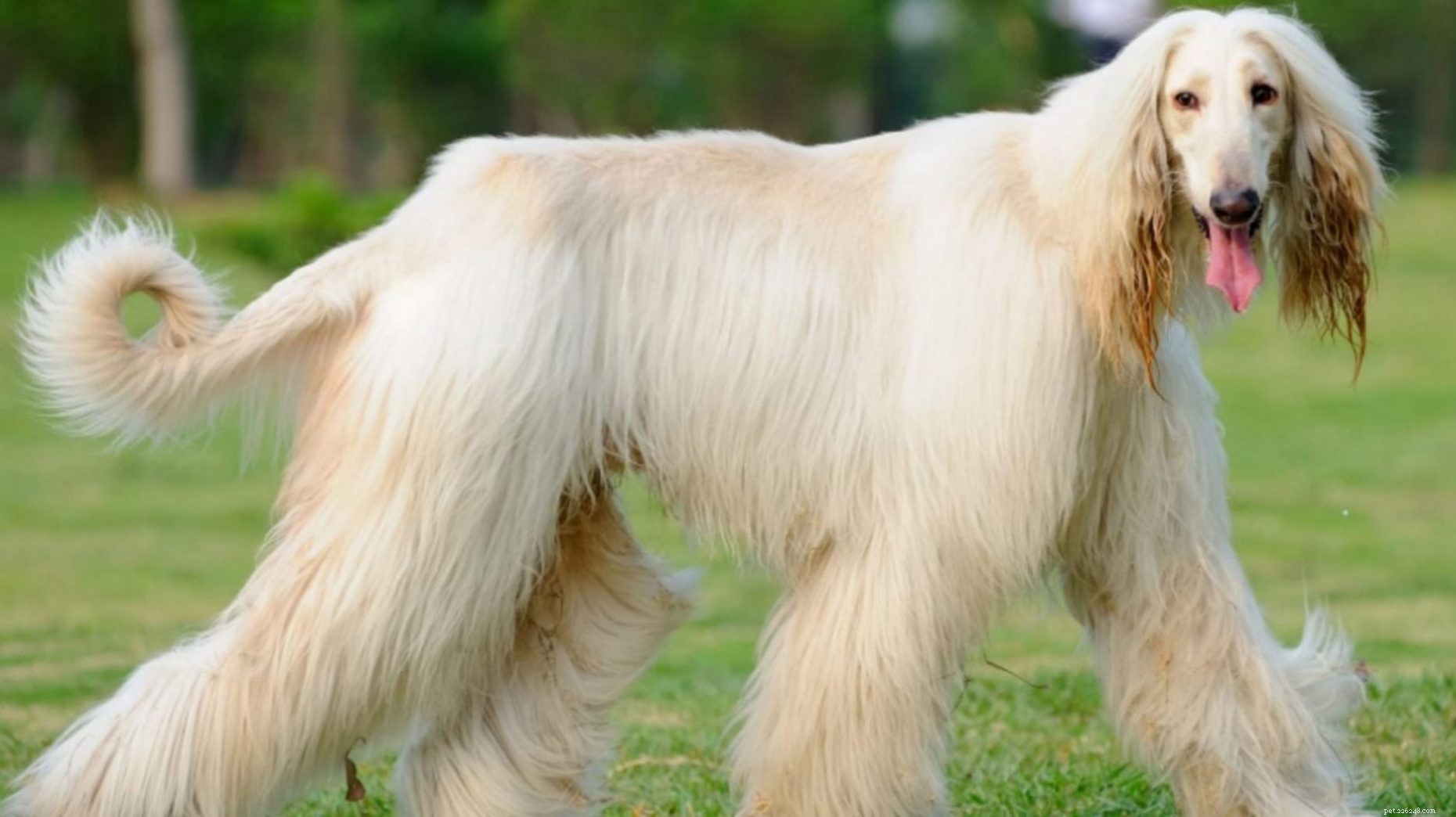 長い髪の大きな犬の品種は有害ですか？ 