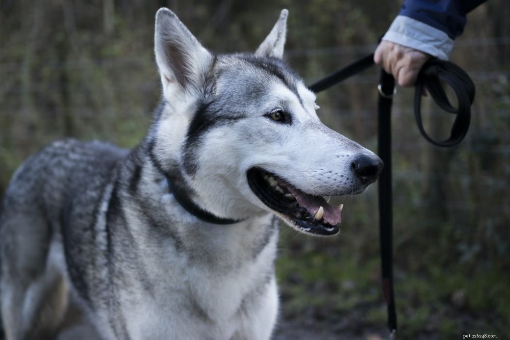 Är stora hundraser med långhåriga skadliga?