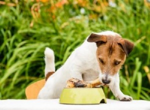 Opções de comida caseira para cães – mistura de husky de pastor alemão