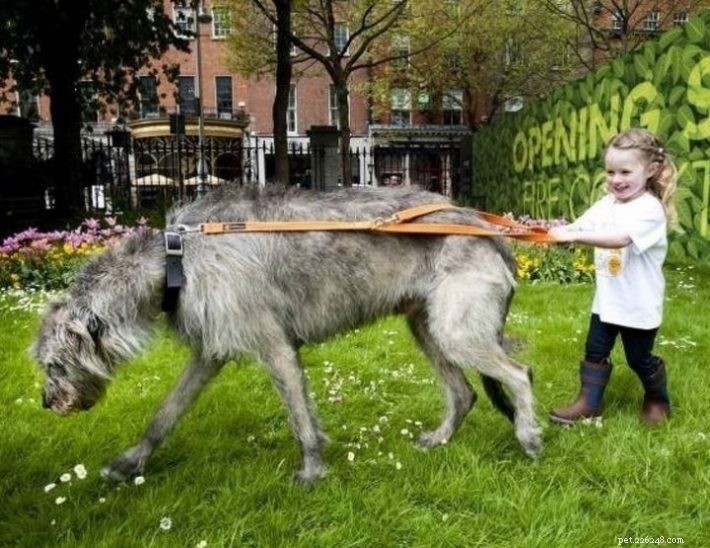 Le 5 migliori razze di cani di grossa taglia dell anno 2021