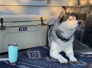 Como você pode criar um ambiente saudável para o pastor alemão Husky Mix?