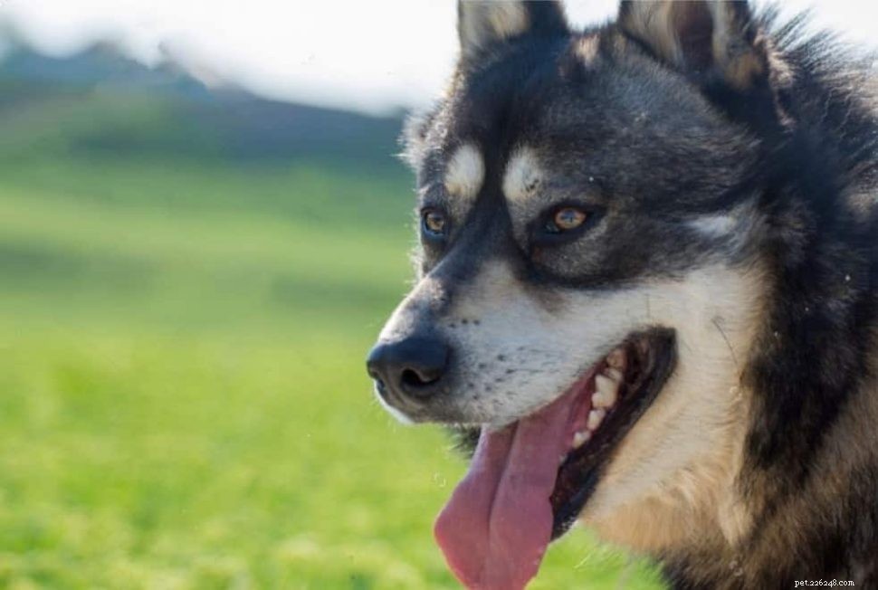 Como você pode saber que seu cão pastor alemão é solitário?