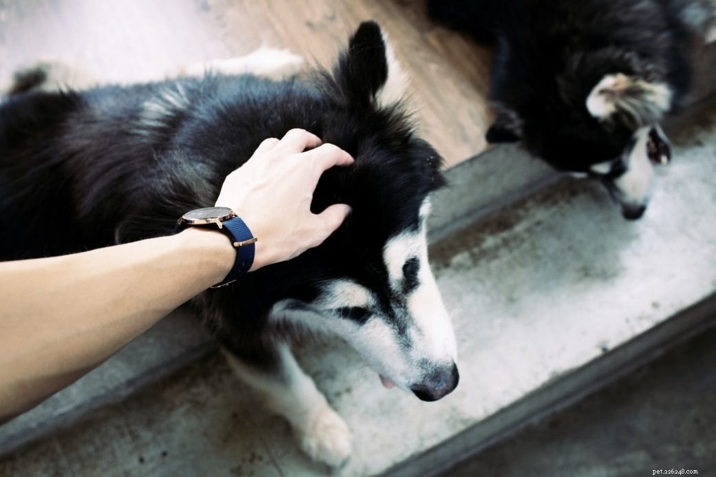 7 práticas de mistura de husky de pastor alemão para reduzir o estresse
