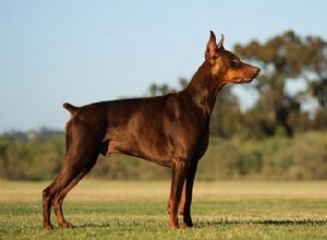 Devemos adotar o Doberman? – Raças Husky Mix